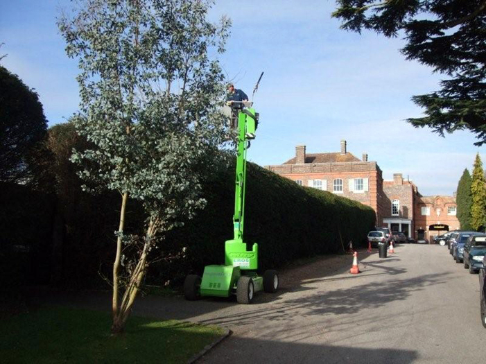 Hedge Trimming