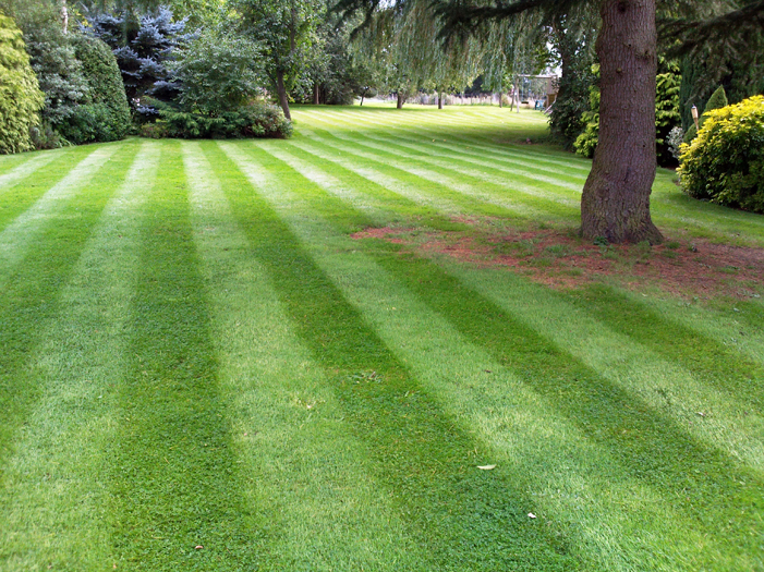 Grass Cutting