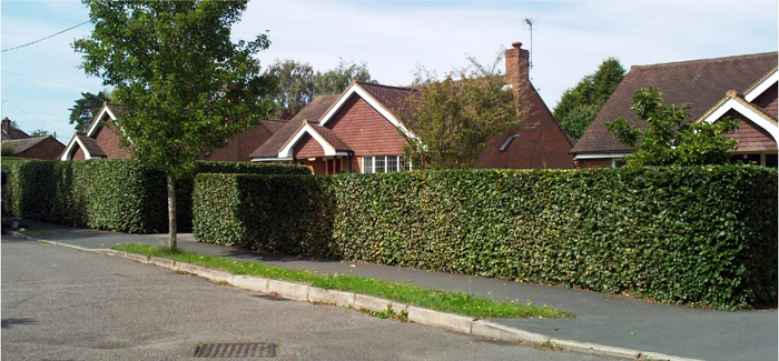 Hedge Cutting