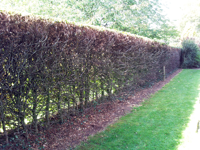 Hedge Reduction