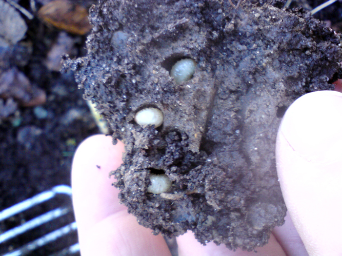 Vine Weevil
