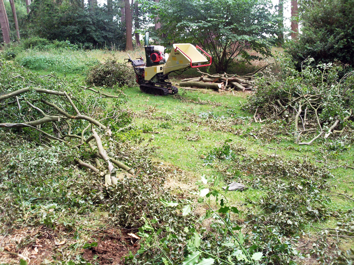 Woodland Scrub Clearing