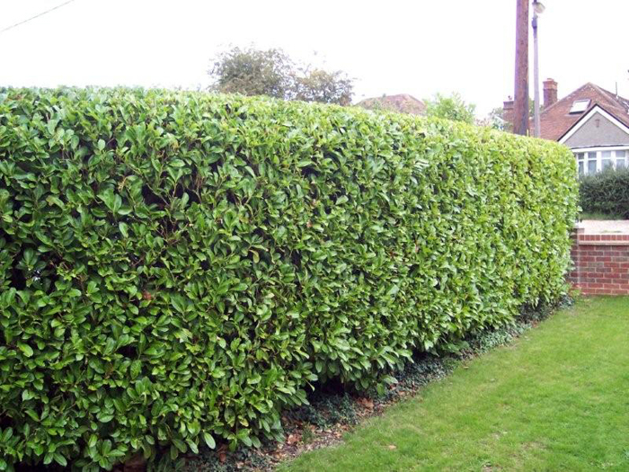Hedge Trimming