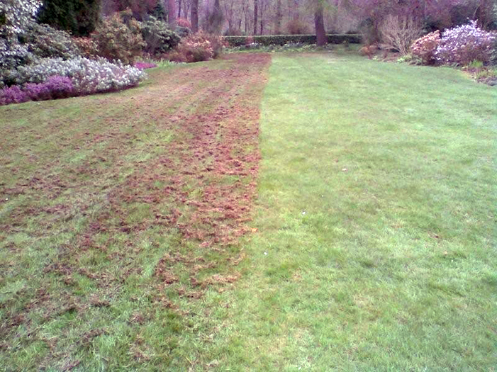 Thatch Removal