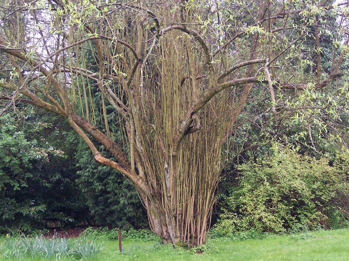 Renovation Pruning