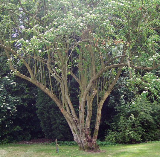 Renovation Pruning